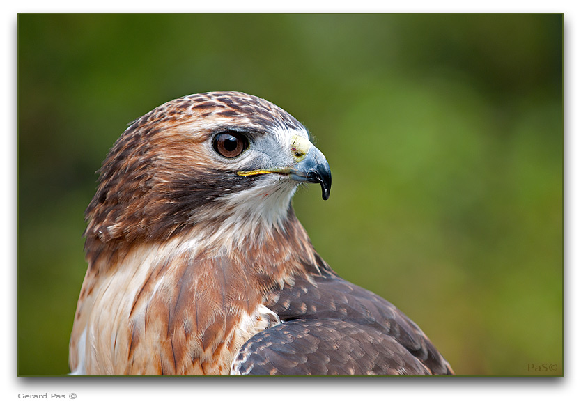 Broad-winged hawk - click to enlarge image