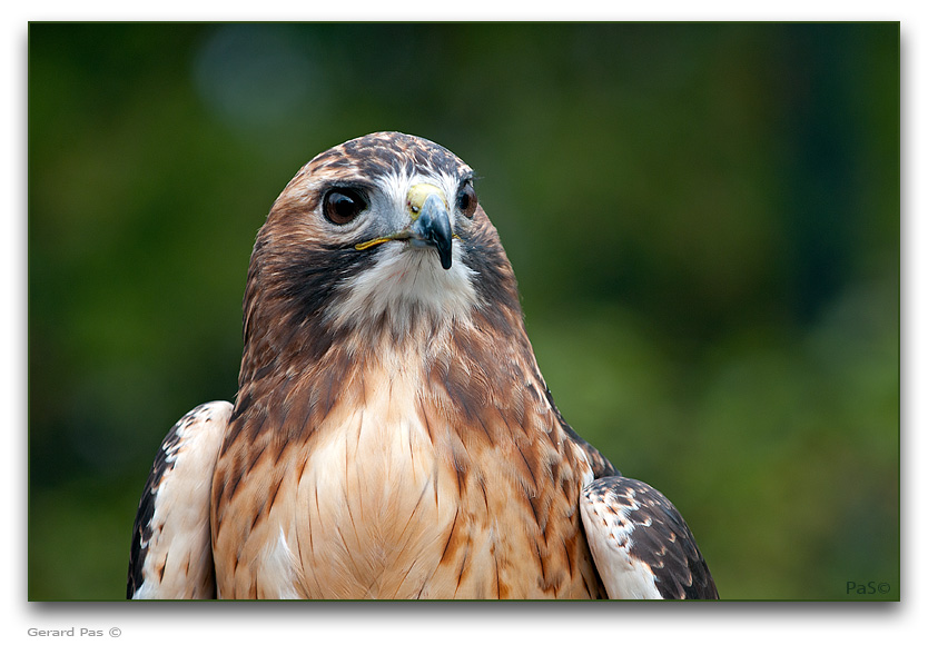 Broad-winged hawk - click to enlarge image