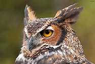 Great Horned Owl - click to enlarge