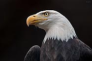American Bald Eagle - click to enlarge