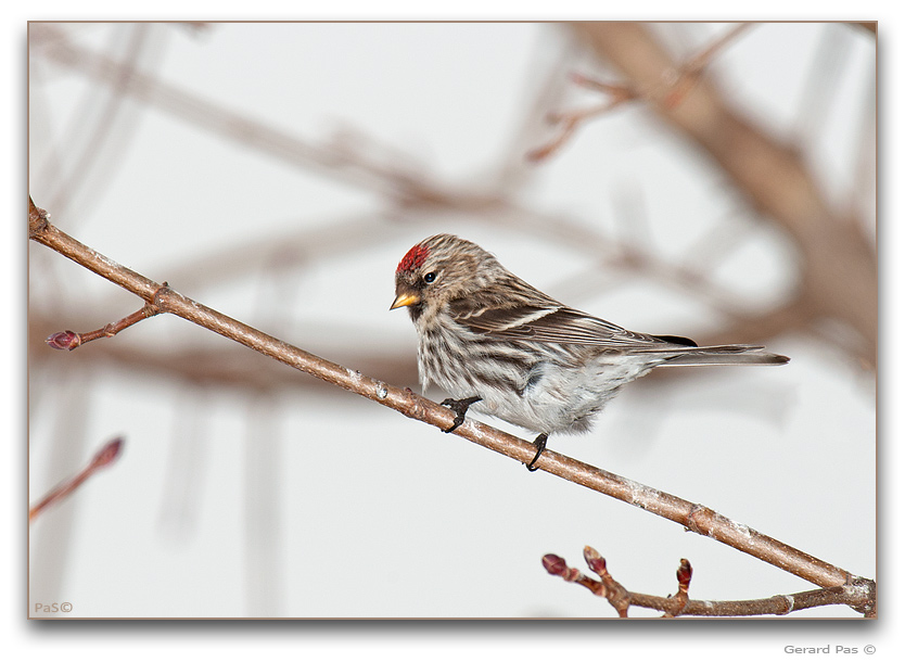 Common Redpoll - click to enlarge image