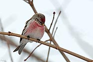 Common Redpoll - click to enlarge