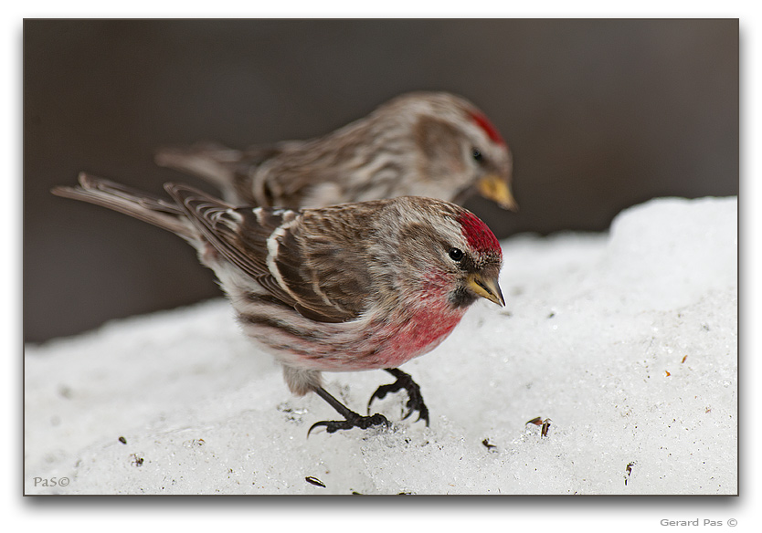 Common Redpoll - click to enlarge image