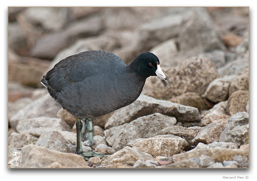 American Coot - click to enlarge image