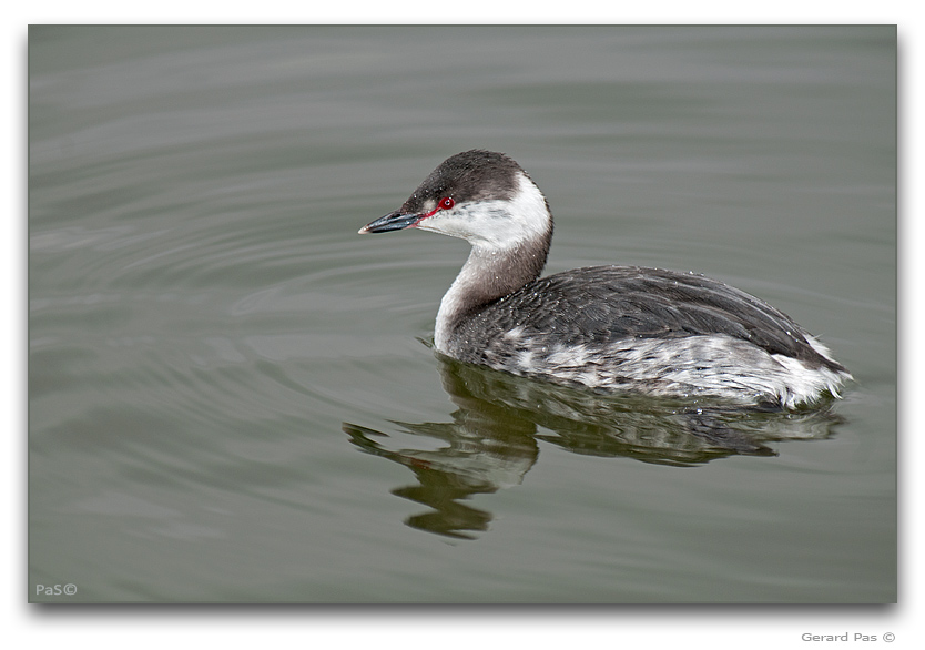 Horned Grebe - click to enlarge image