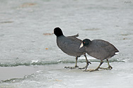 American Coot - click to enlarge
