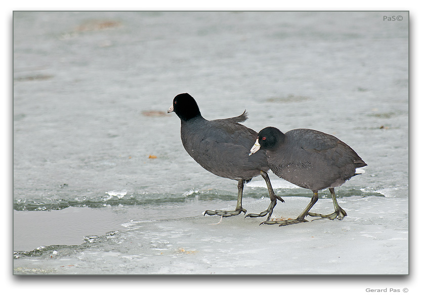 American Coot - click to enlarge image