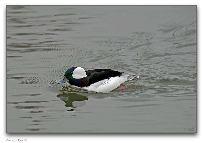 Bufflehead Duck - click to enlarge image