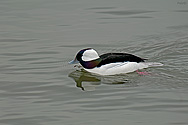 Bufflehead Duck - click to enlarge