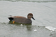 Gadwall Duck - click to enlarge