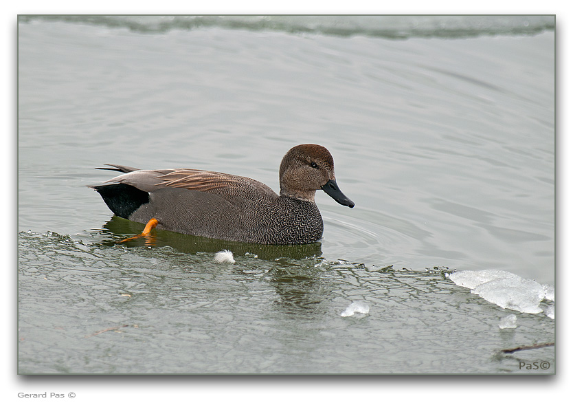 Gadwall Duck - click to enlarge image