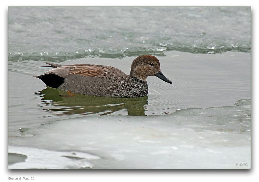 Gadwall Duck - click to enlarge image