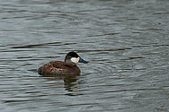 Ruddy Duck - click to enlarge