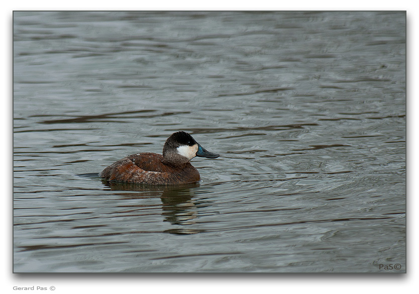 Ruddy Duck - click to enlarge image