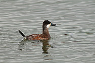 Ruddy Duck - click to enlarge