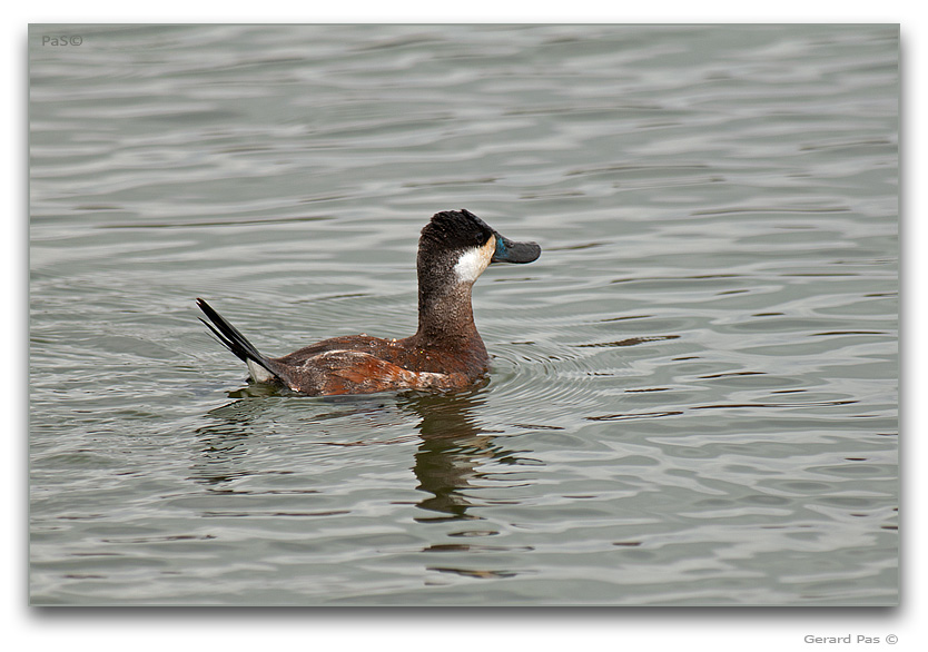 Ruddy Duck - click to enlarge image