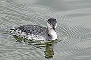 Horned Grebe  - click to enlarge