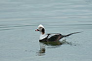 Long-tailed Duck - click to enlarge