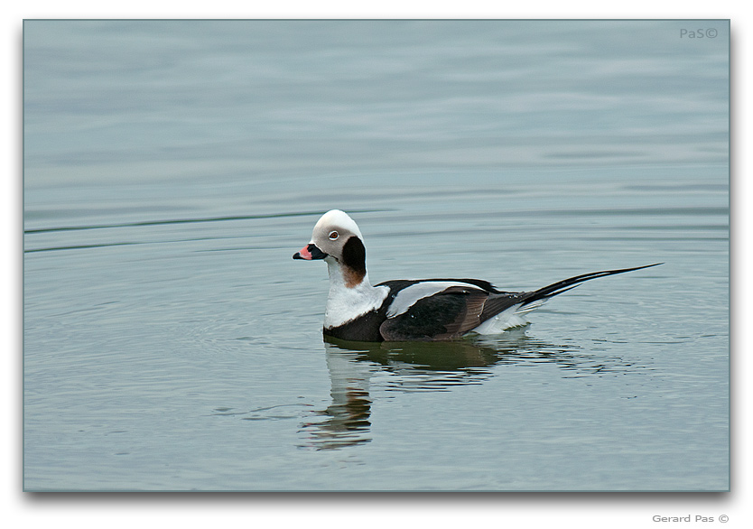 Long-tailed Duck - click to enlarge image