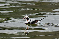 Long-tailed Duck - click to enlarge