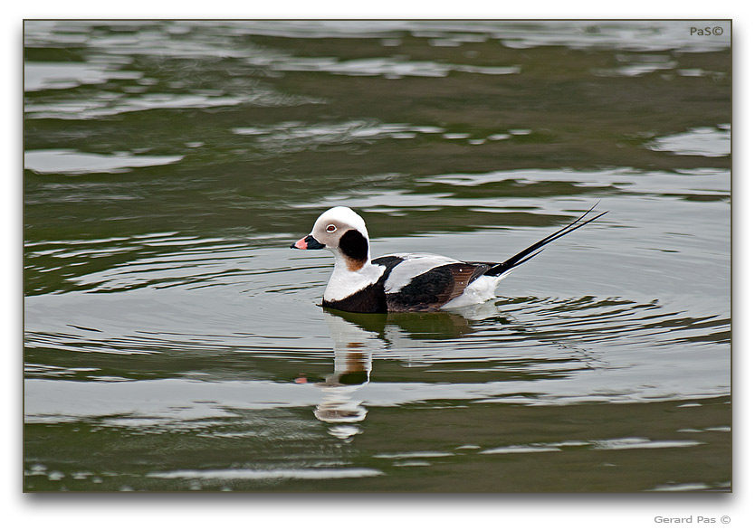 Long-tailed Duck - click to enlarge image