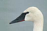 Trumpeter Swan - click to enlarge