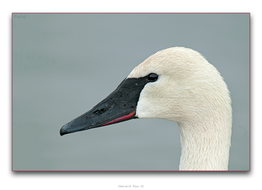 Trumpeter Swan - click to enlarge image