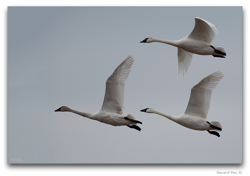 Tundra Swans - click to enlarge image
