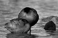 American Coot (B&W) - click to enlarge