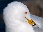 Ring-billed Gull - click to enlarge