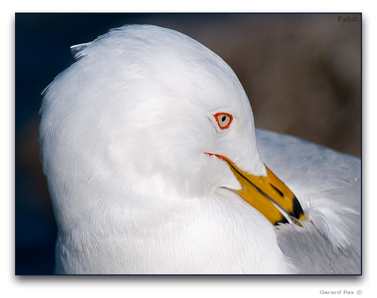 Ring-billed Gull - click to enlarge image