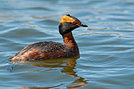 Horned Grebe  - click to enlarge
