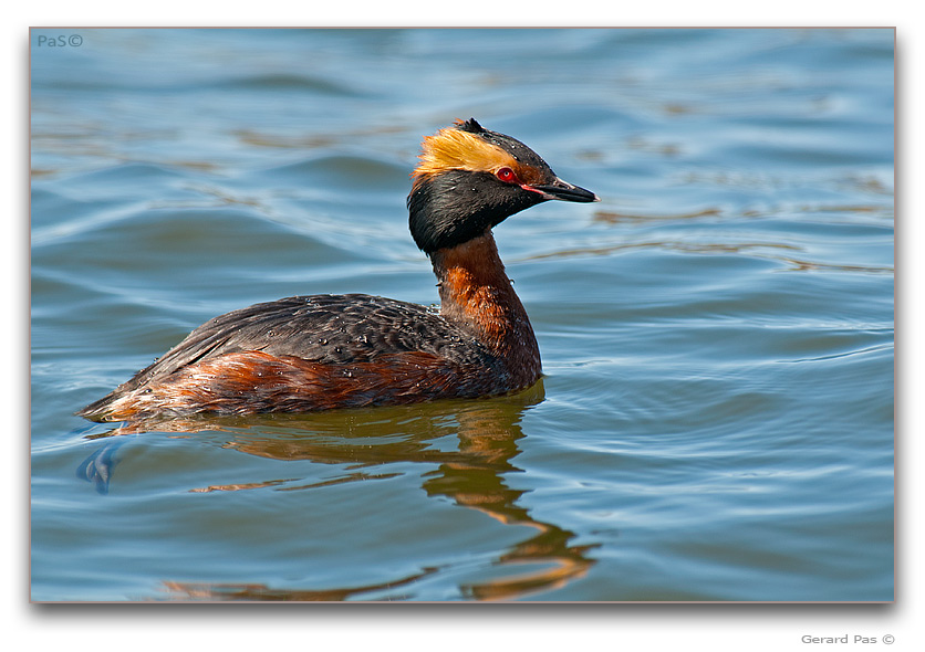 Horned Grebe - click to enlarge image