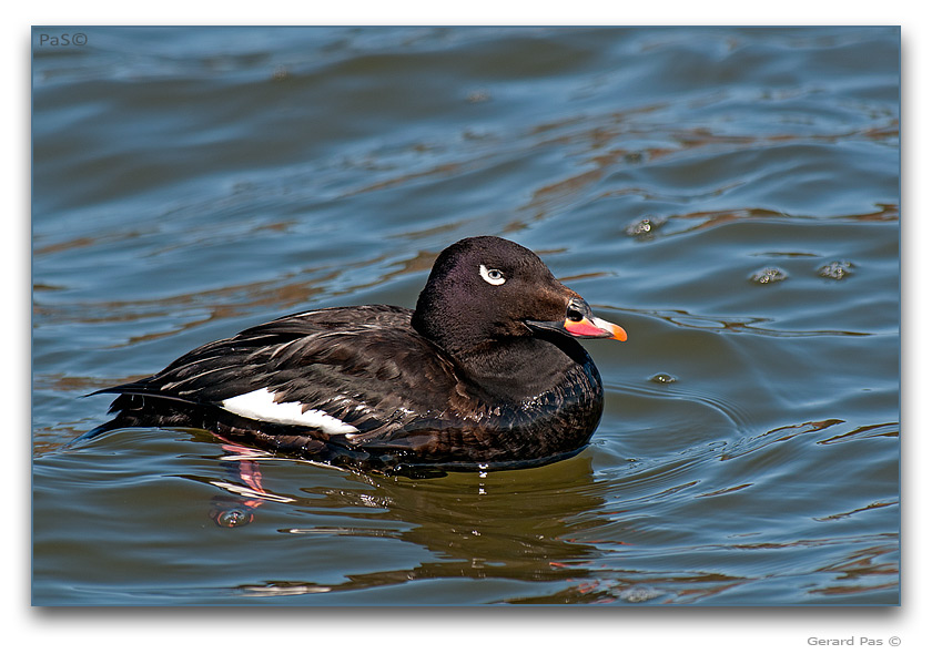 White-winged Scoter - click to enlarge image