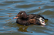 White winged Scoter Duck - click to enlarge
