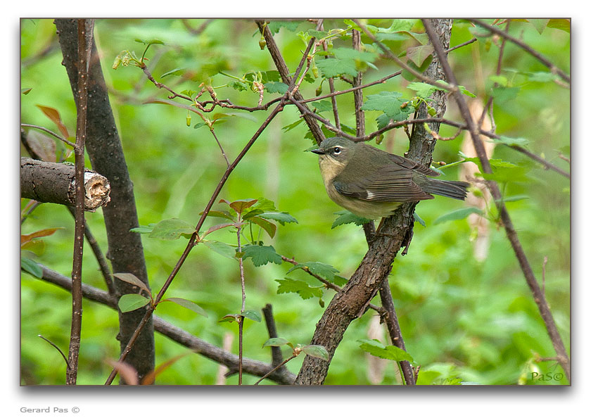 Ruby-crowned Kinglet - click to enlarge image