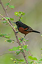 Orchard Oriole male - click to enlarge