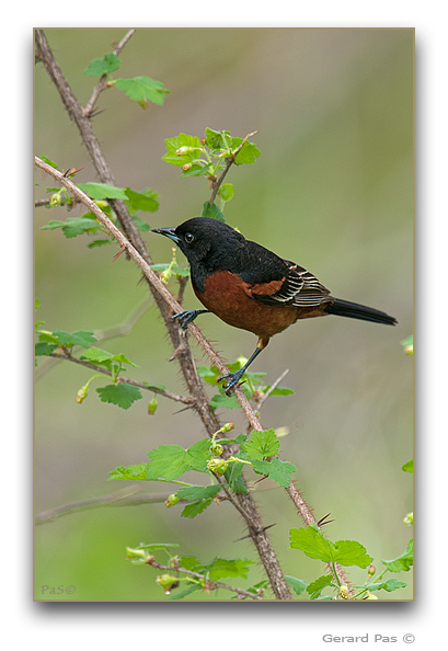Orchard Oriole - male - click to enlarge image