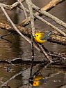 Prothonotary Warbler - click to enlarge