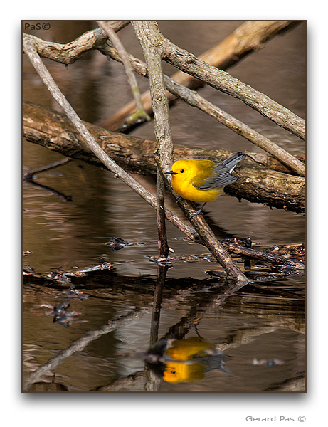 Prothonotary Warbler - click to enlarge
