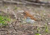 Veery Thrush - click to enlarge