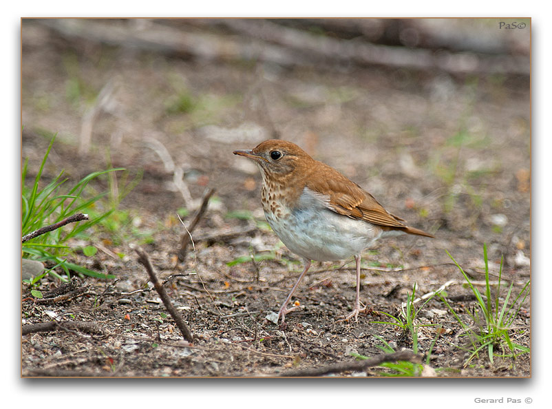 Veery Thrush - click to enlarge image