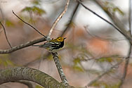 Black-throated Green Warbler - click to enlarge