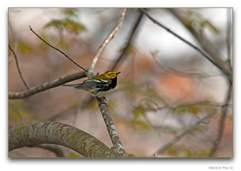 Black-throated Green Warbler - click to enlarge image