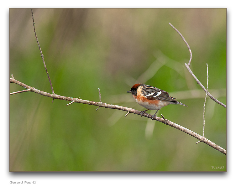 Bay-breasted Warbler - click to enlarge image