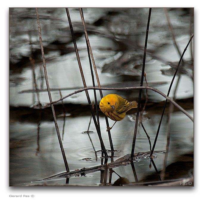 Yellow Warbler - click to enlarge image