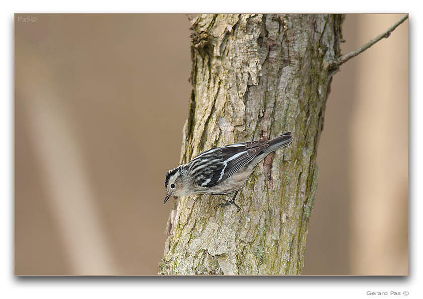 Black-and-white Warbler - click to enlarge image