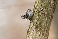 Black-and-white Warbler - click to enlarge