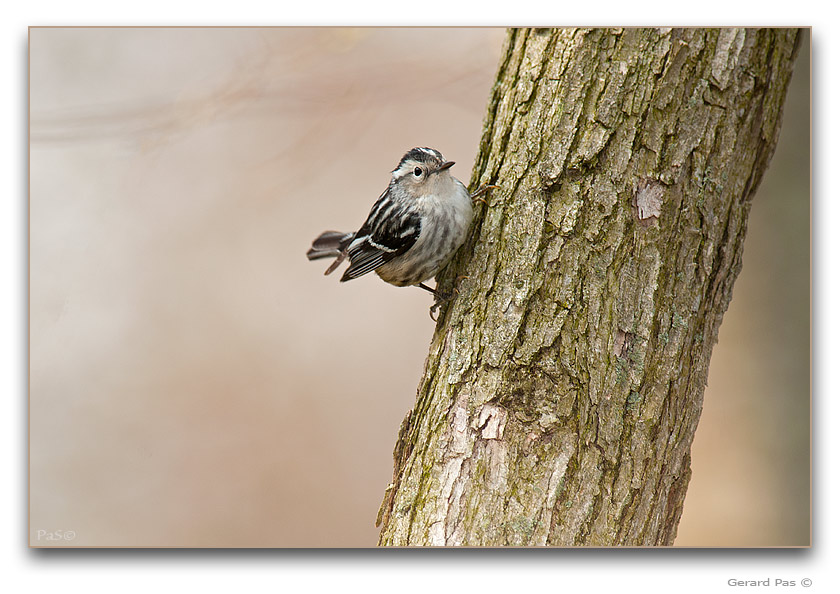 Black-and-white Warbler - click to enlarge image