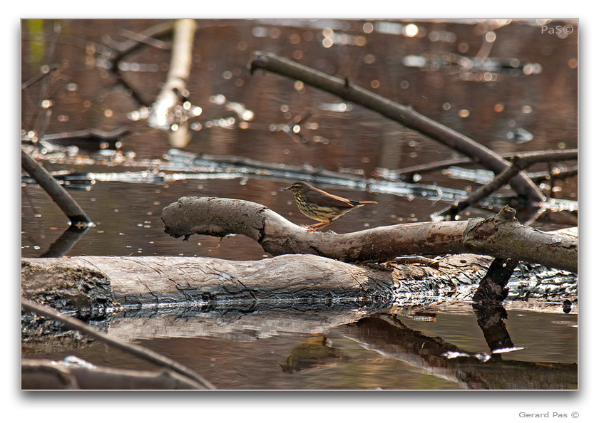 Northern Waterthrush - click to enlarge image